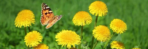 __shephard__ Profile Banner