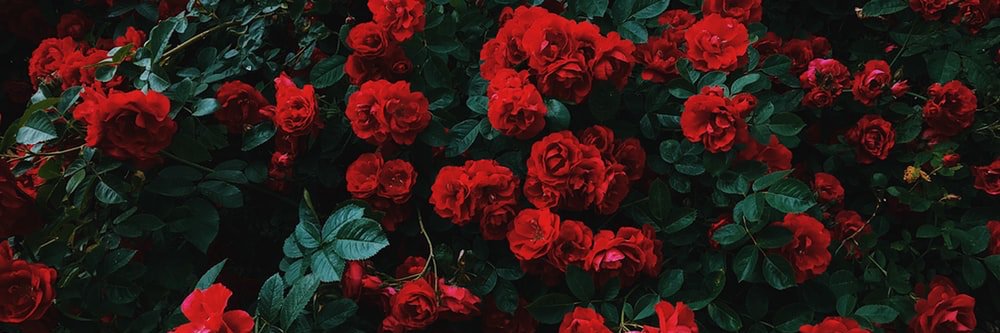 aliya_hall's profile banner image