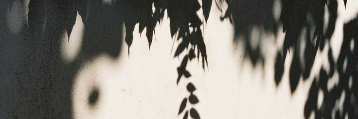 𝓛 💐 banner