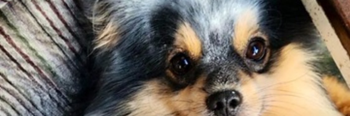 This too shall pass banner