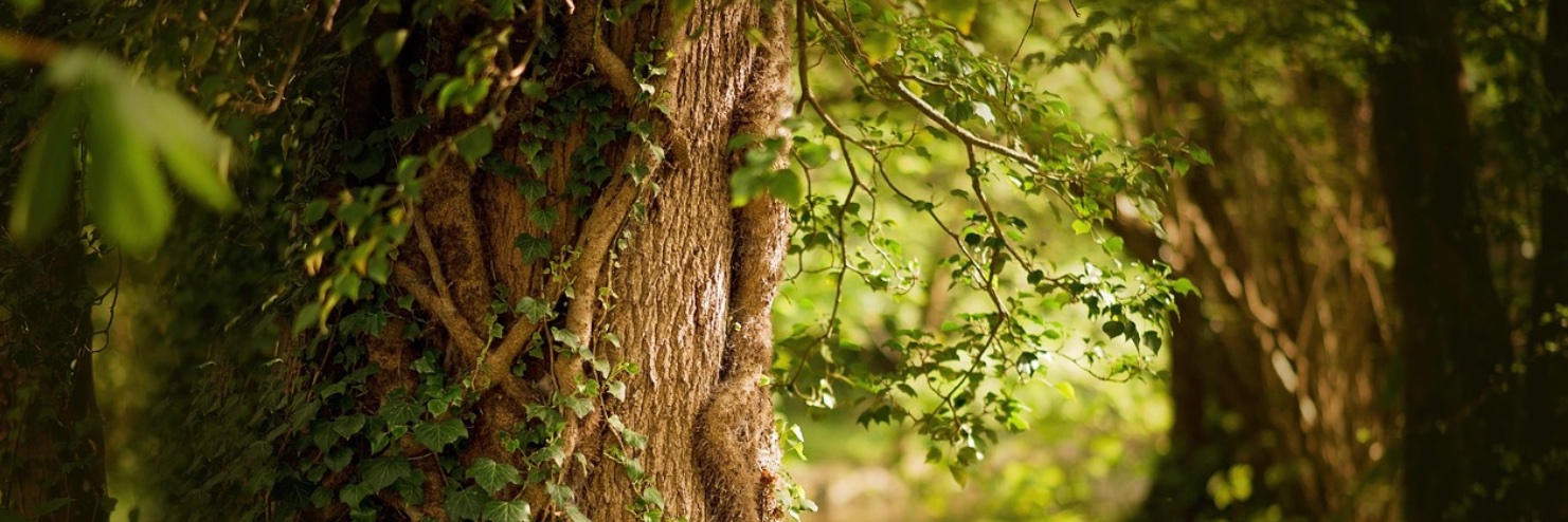 Willa Reece🌻aka Barbara J. Hancock banner