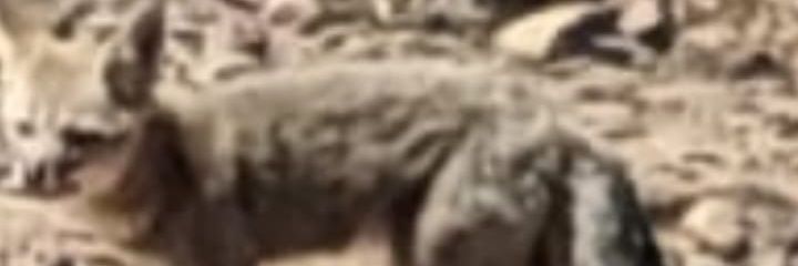 Javier CafeínaCL 🇨🇱 banner