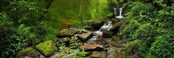 Lady T 🌿🍀 banner