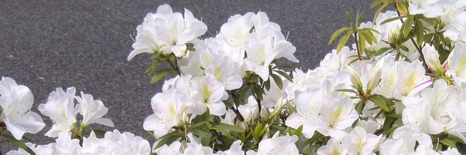 Morunina's profile banner image