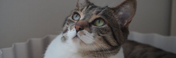 mandaringrapes Profile Banner