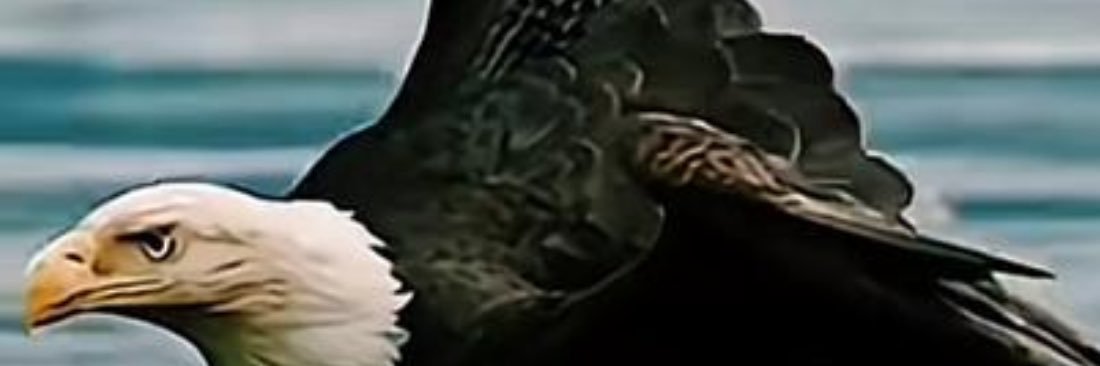 engrashraf4's profile banner image