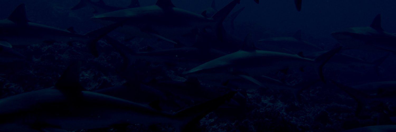 LexiSelachii's profile banner image