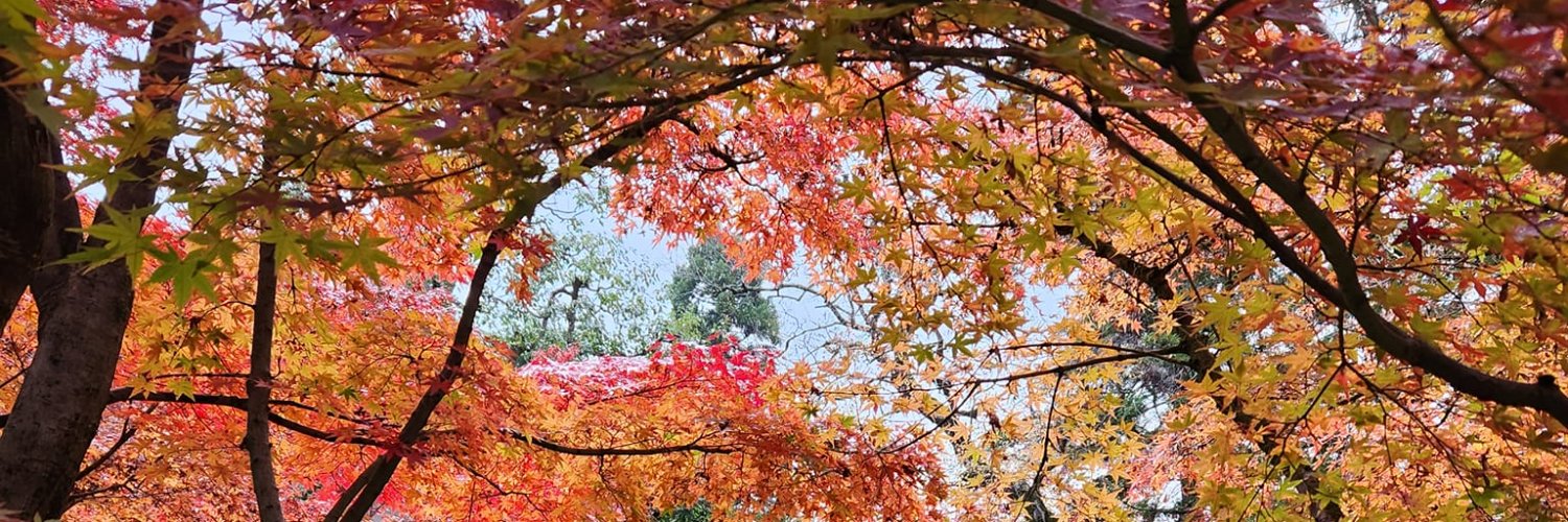 Melanie Lockert - Writer banner