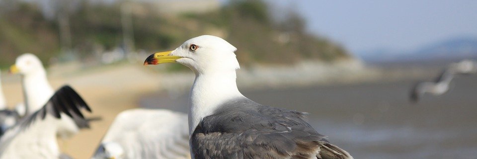 BirdersC's profile banner image