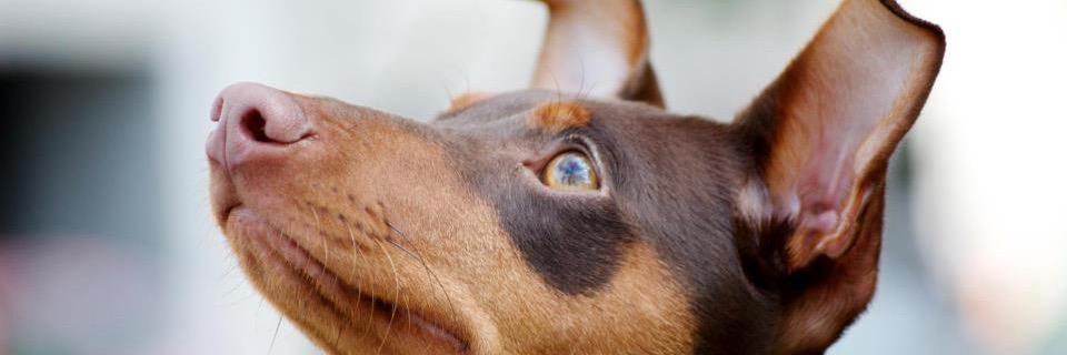 Raphaël C. Cusson banner