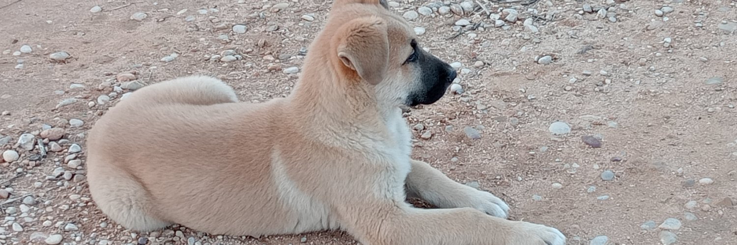 puchinin's profile banner image