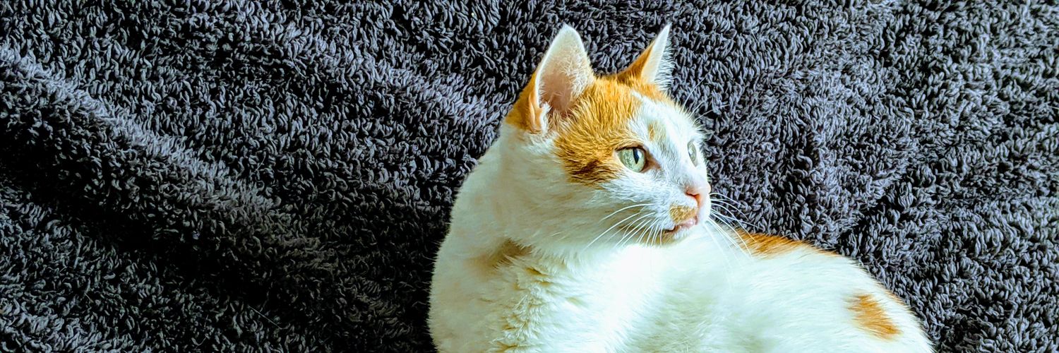 🫡 phil@macaw.social banner