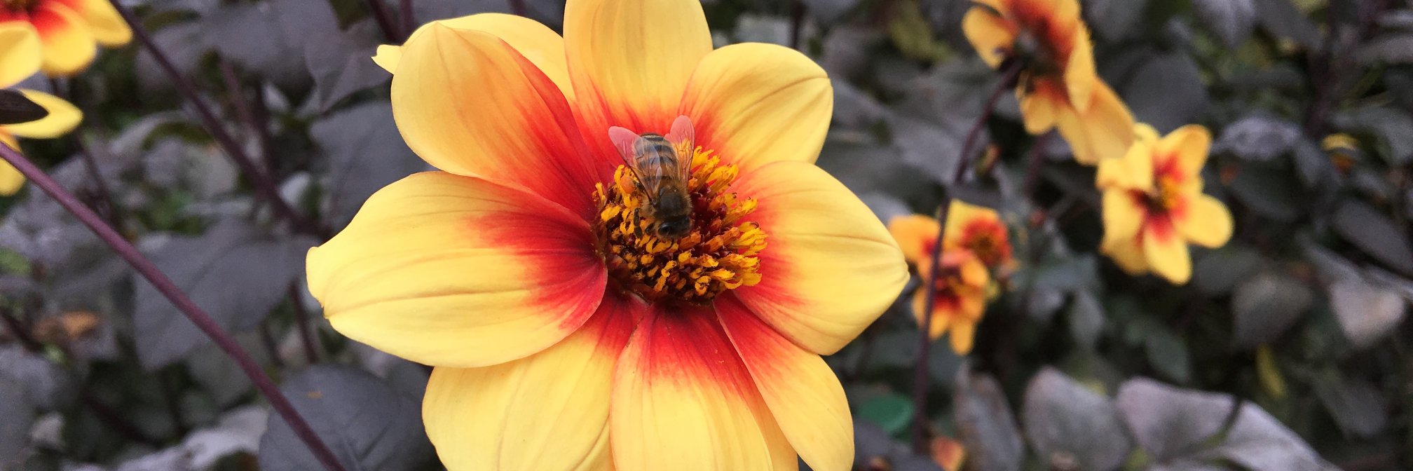 Hannah Norman banner