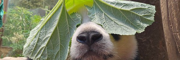 juninkung Profile Banner