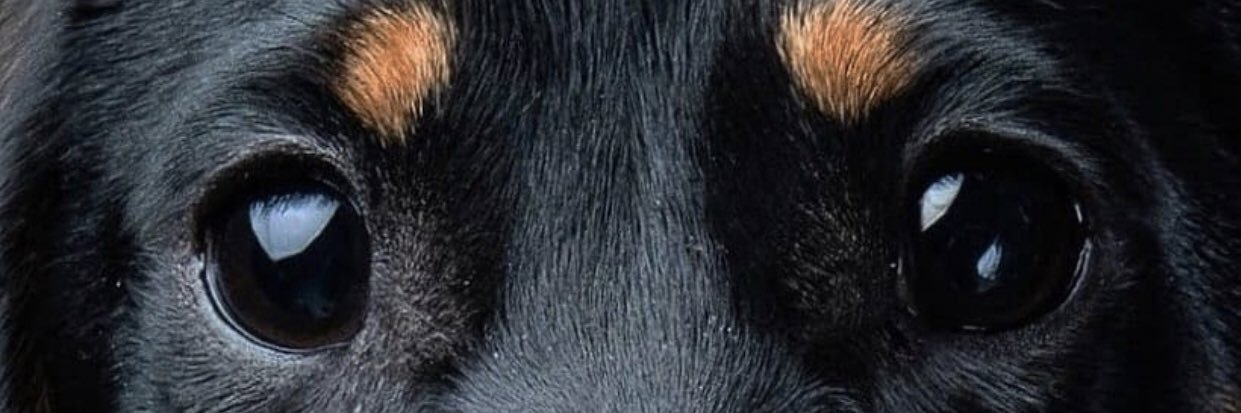 jogopow's profile banner image