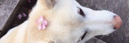 MariaLis91's profile banner image
