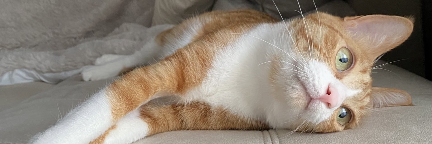 保護猫ラテちゃん🐈's banner