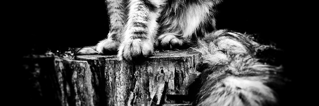 SilverPatounes's profile banner image