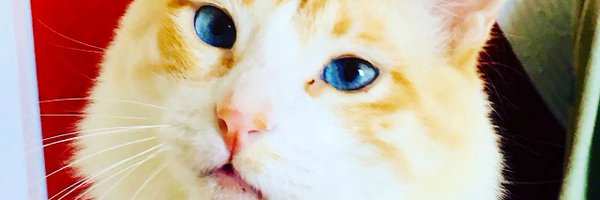 rennatodutra Profile Banner