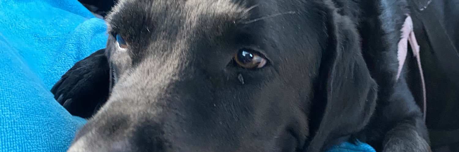 _diaanittaa_'s profile banner image