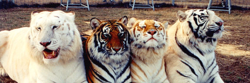 Jose Ortiz Morales banner