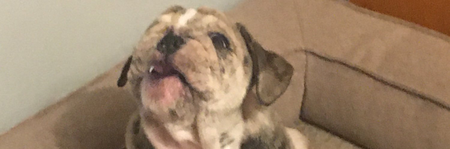 virusirus's profile banner image