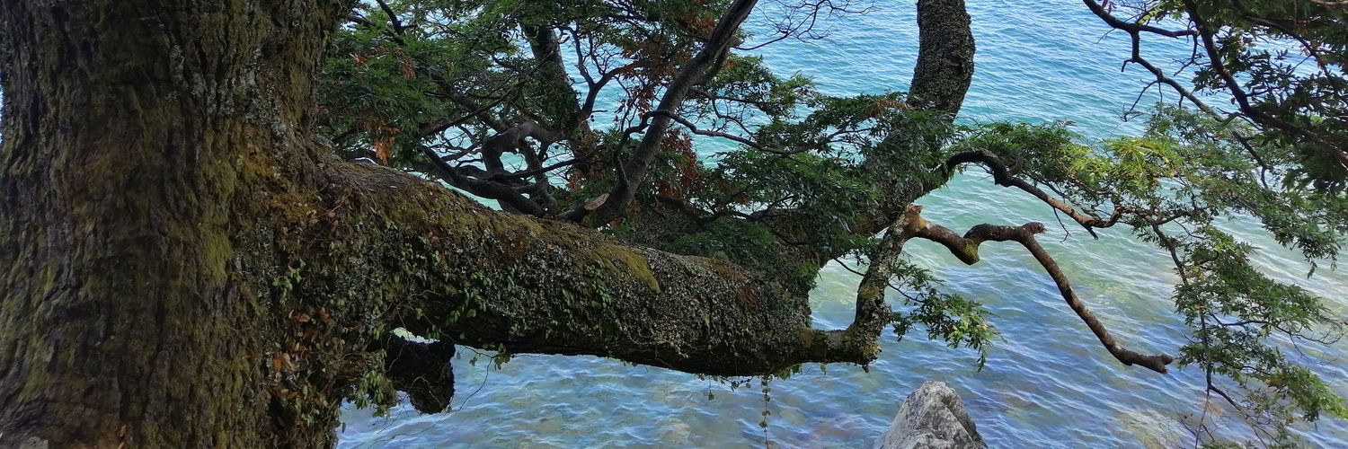 red_arlequin's profile banner image