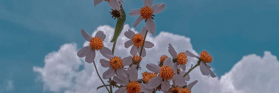 arlandorp's profile banner image