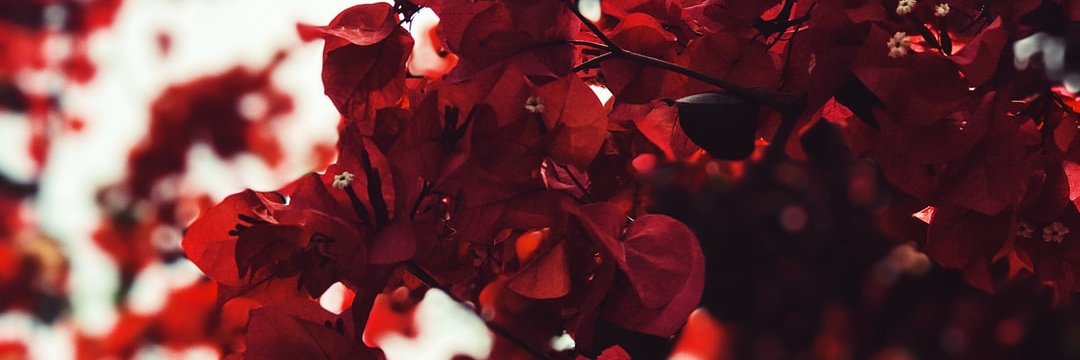 ReginaKmargo's profile banner image