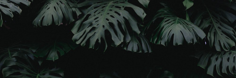 hanzilla 🦖 banner