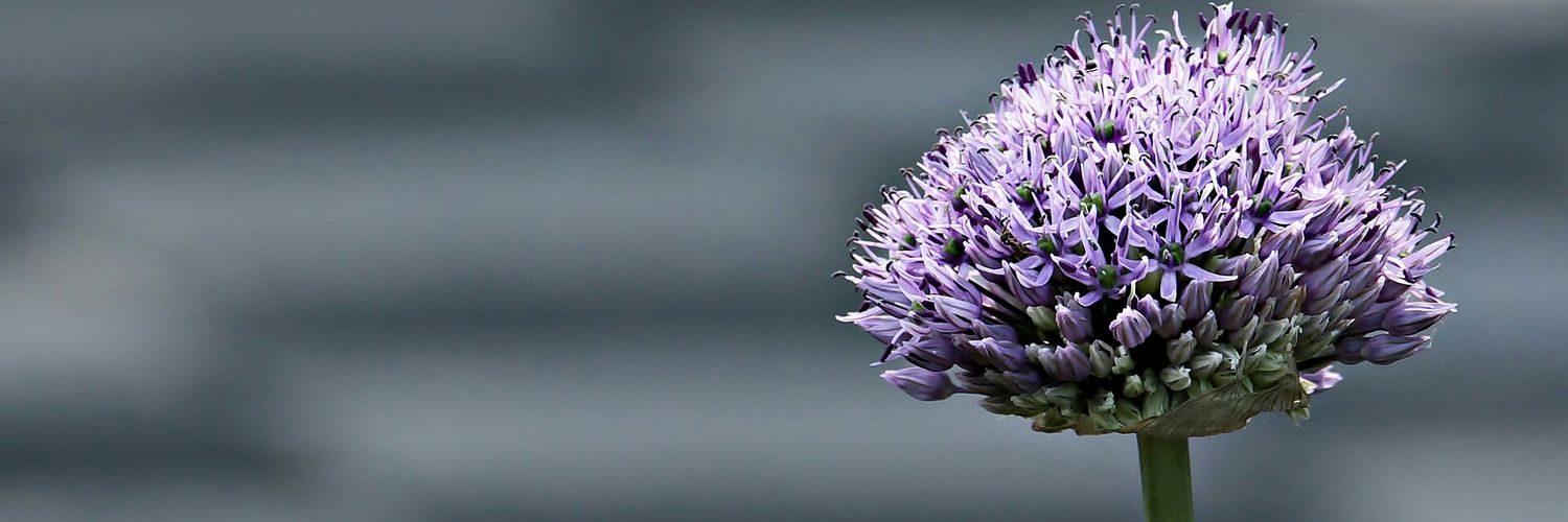 DAIOweb's profile banner image
