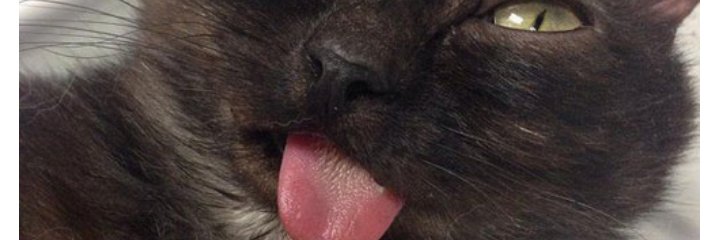 Gorbekhanoom's profile banner image