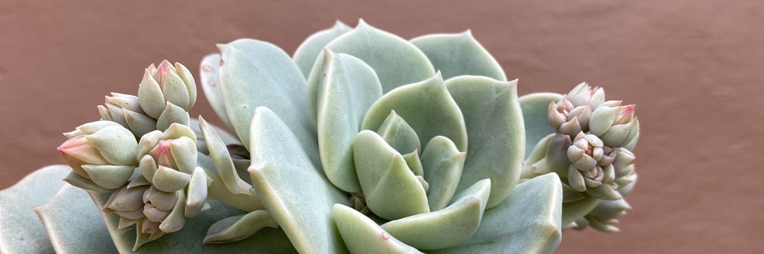 FlorBellani's profile banner image