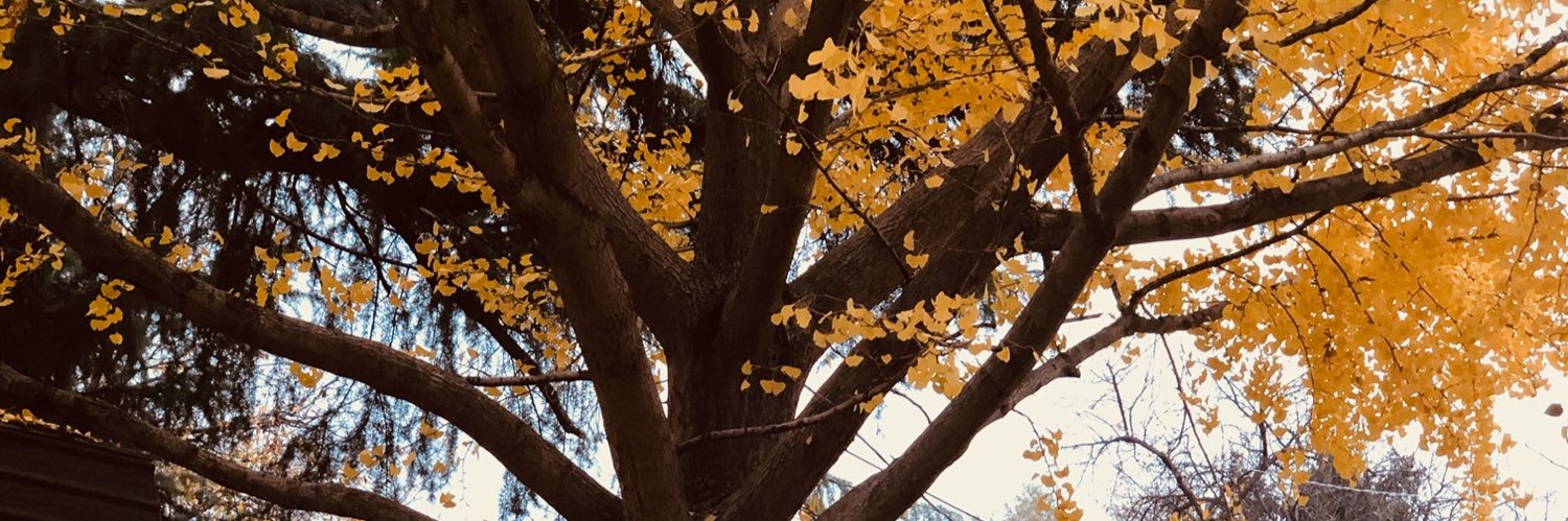 lilpea's profile banner image