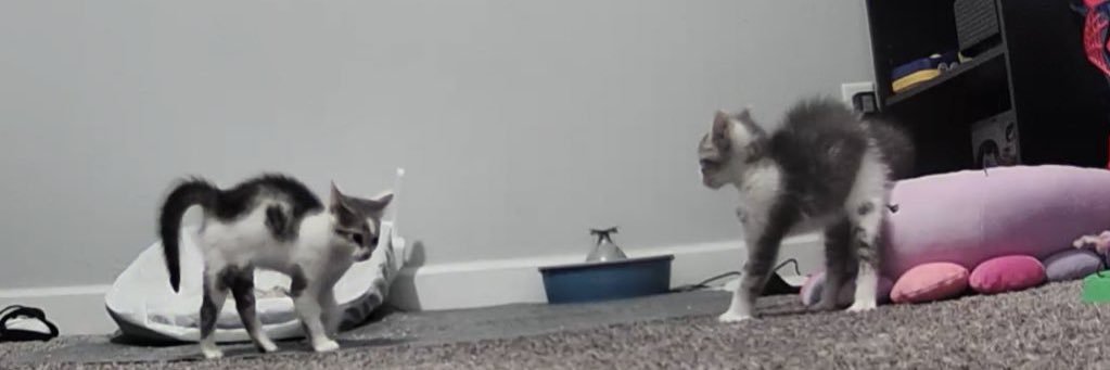 lindsey ☪︎ |-/ banner