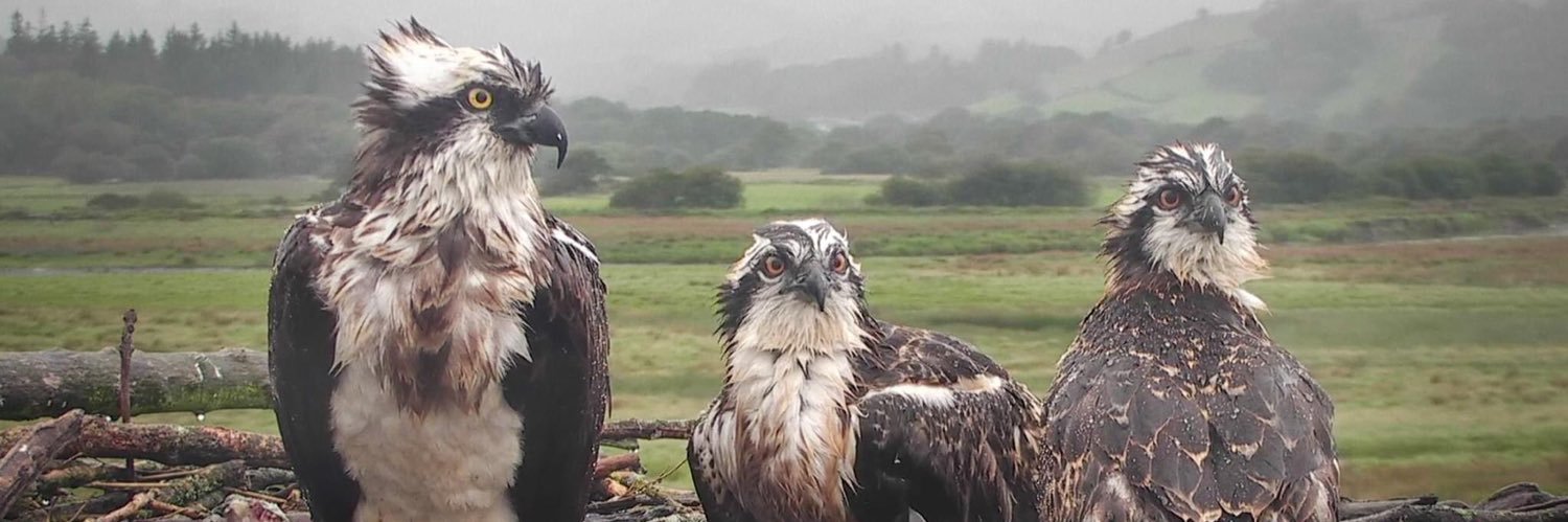 Dyfi Osprey Project's banner
