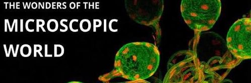 MicroscopcWorld's profile banner image
