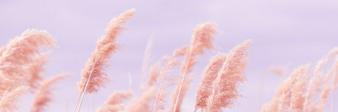 💒 ac confessions 💒 -inactive banner