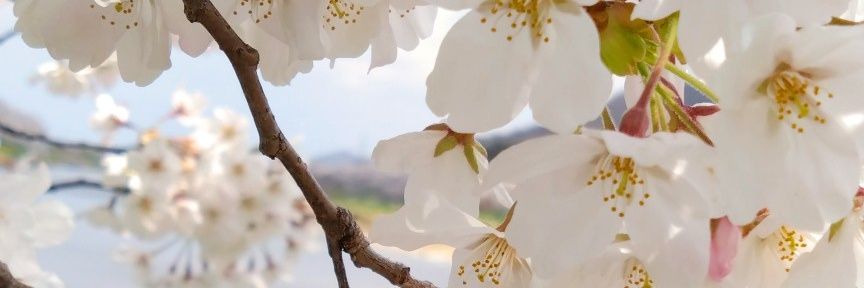 こてつ banner