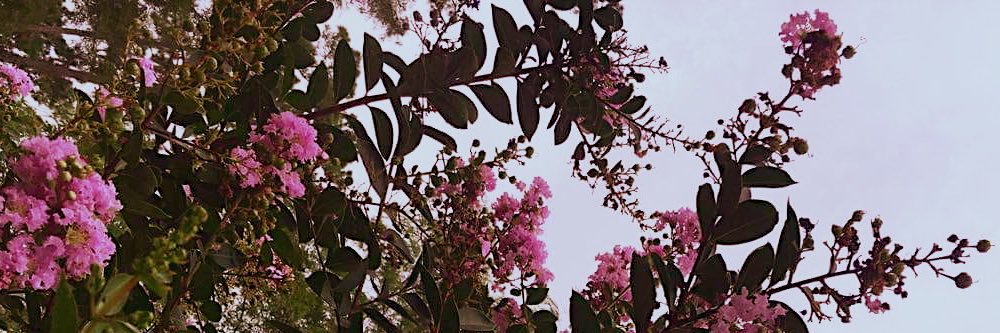 moonlitsummer's profile banner image