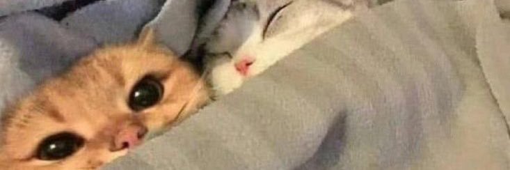 MeowExploring's profile banner image