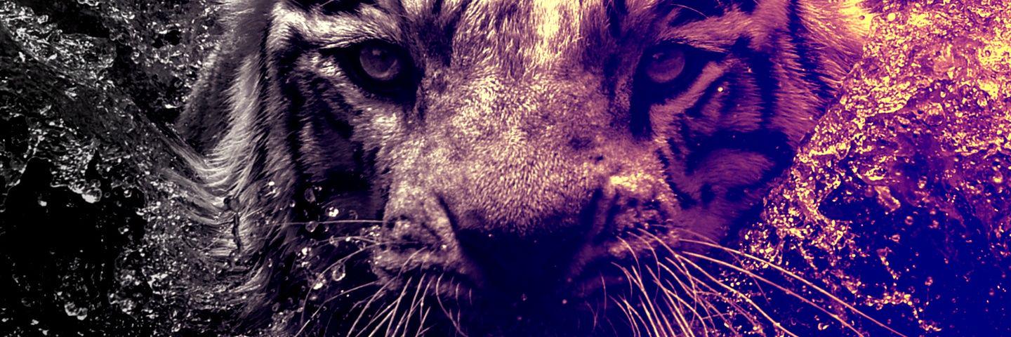 MAXIMUSTORRES's profile banner image