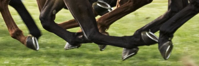 equusgenetics's profile banner image