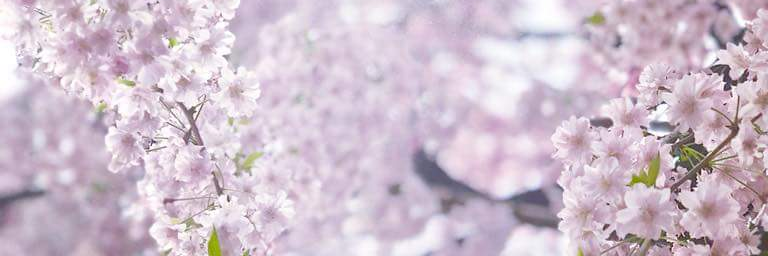 erikeiko's profile banner image