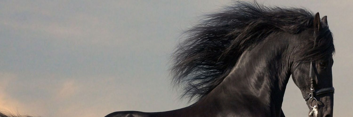 QDragon59's profile banner image