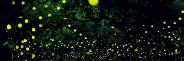 susie_fdd banner
