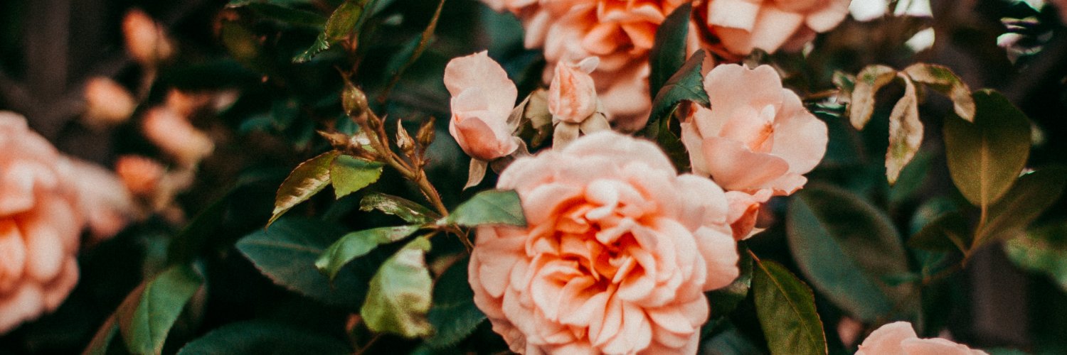 ClareEsler's profile banner image