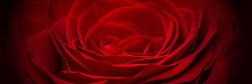 RoseNivar's profile banner image