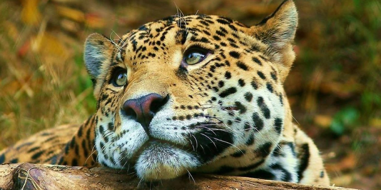 MikeJaguar's profile banner image