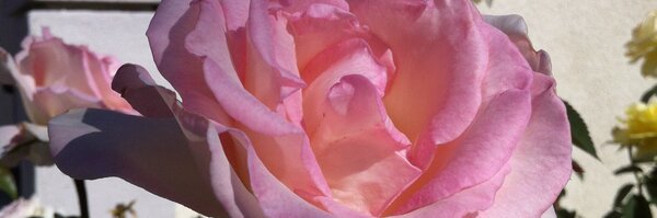 zajacstudio Profile Banner